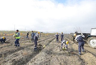 АМӨЗ қызметкерлері #Birge #JasylQazaqstan экологиялық акциясы аясында 200 көшет отырғызды