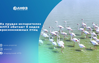  На прудах испарителях АНПЗ обитают 9 видов краснокнижных птиц